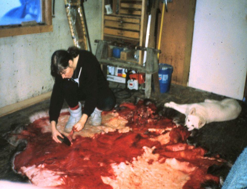 Linda cleaning a moose hide.