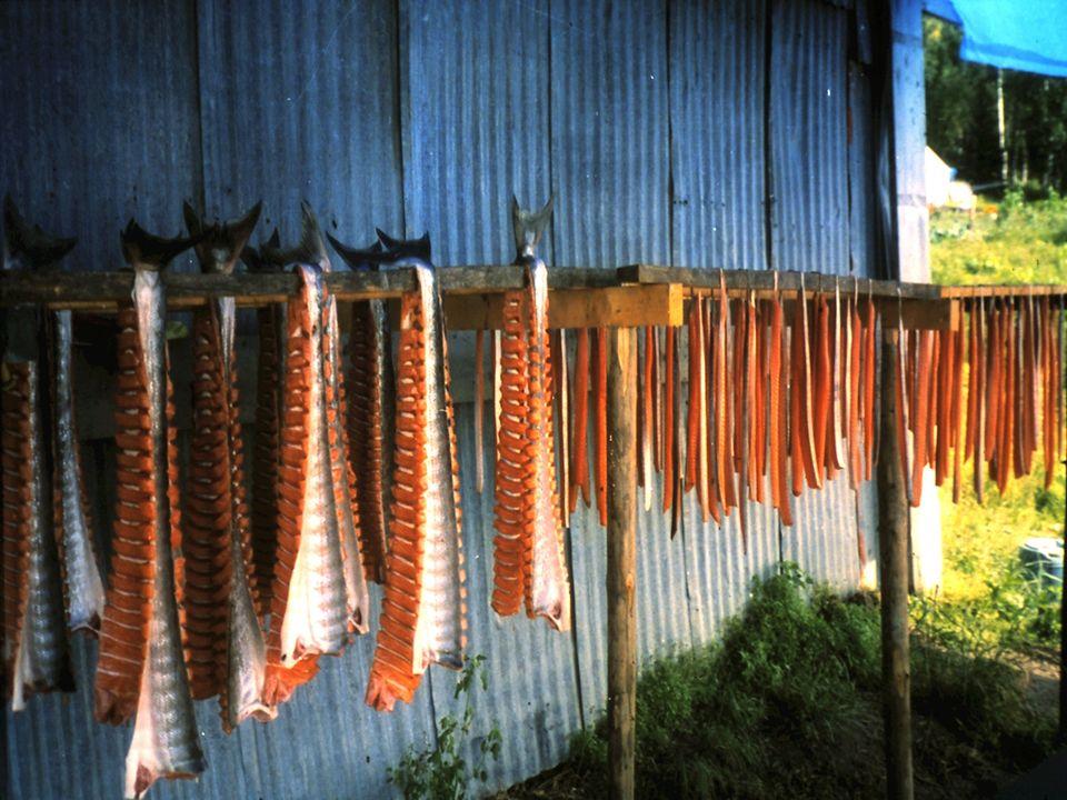 Salmon drying. Fish is an important source of sustenance for Jim and Linda.