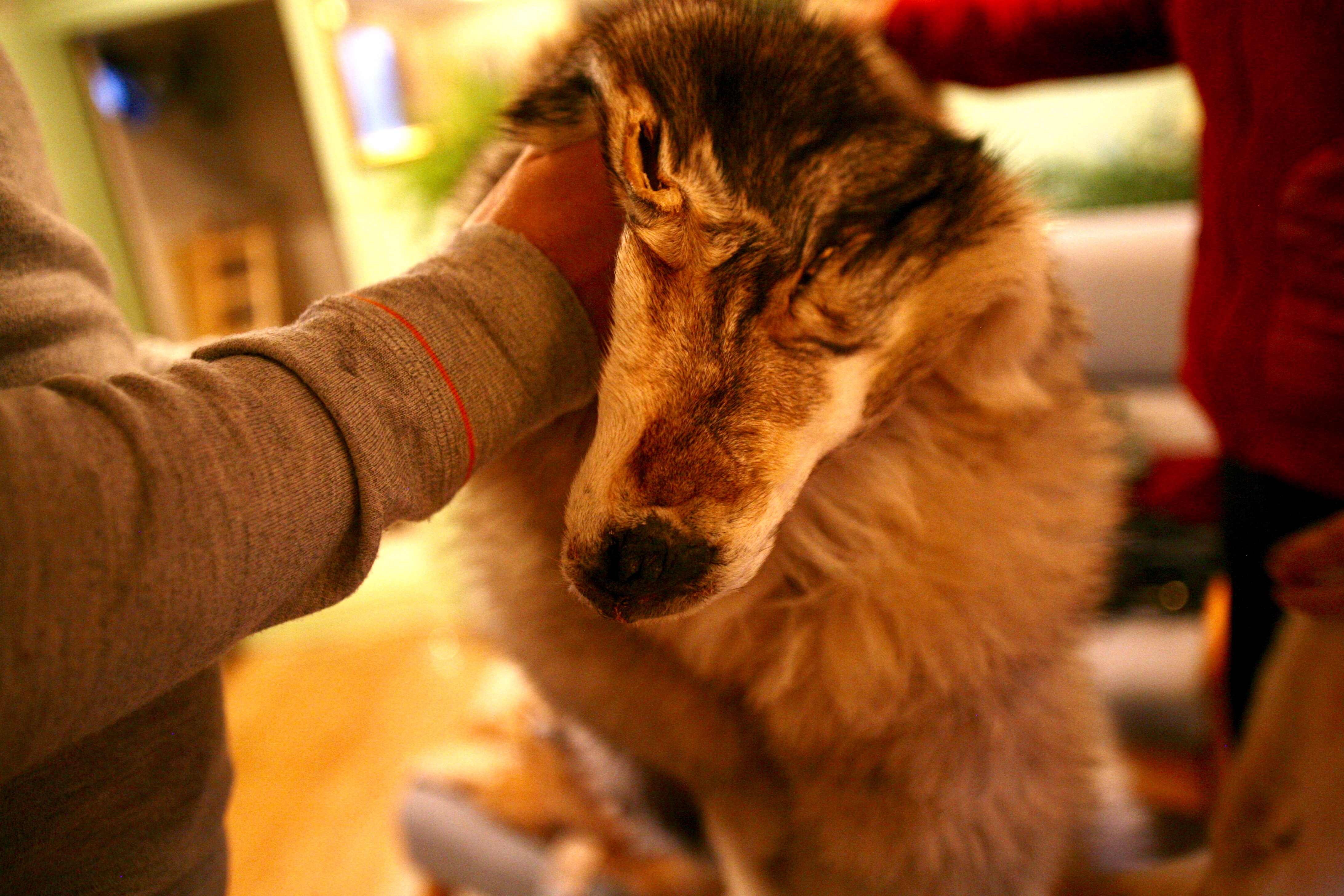 A wolf pelt that Linda still keeps with her as a memento of her time spent in Alaska more than 20 years ago.