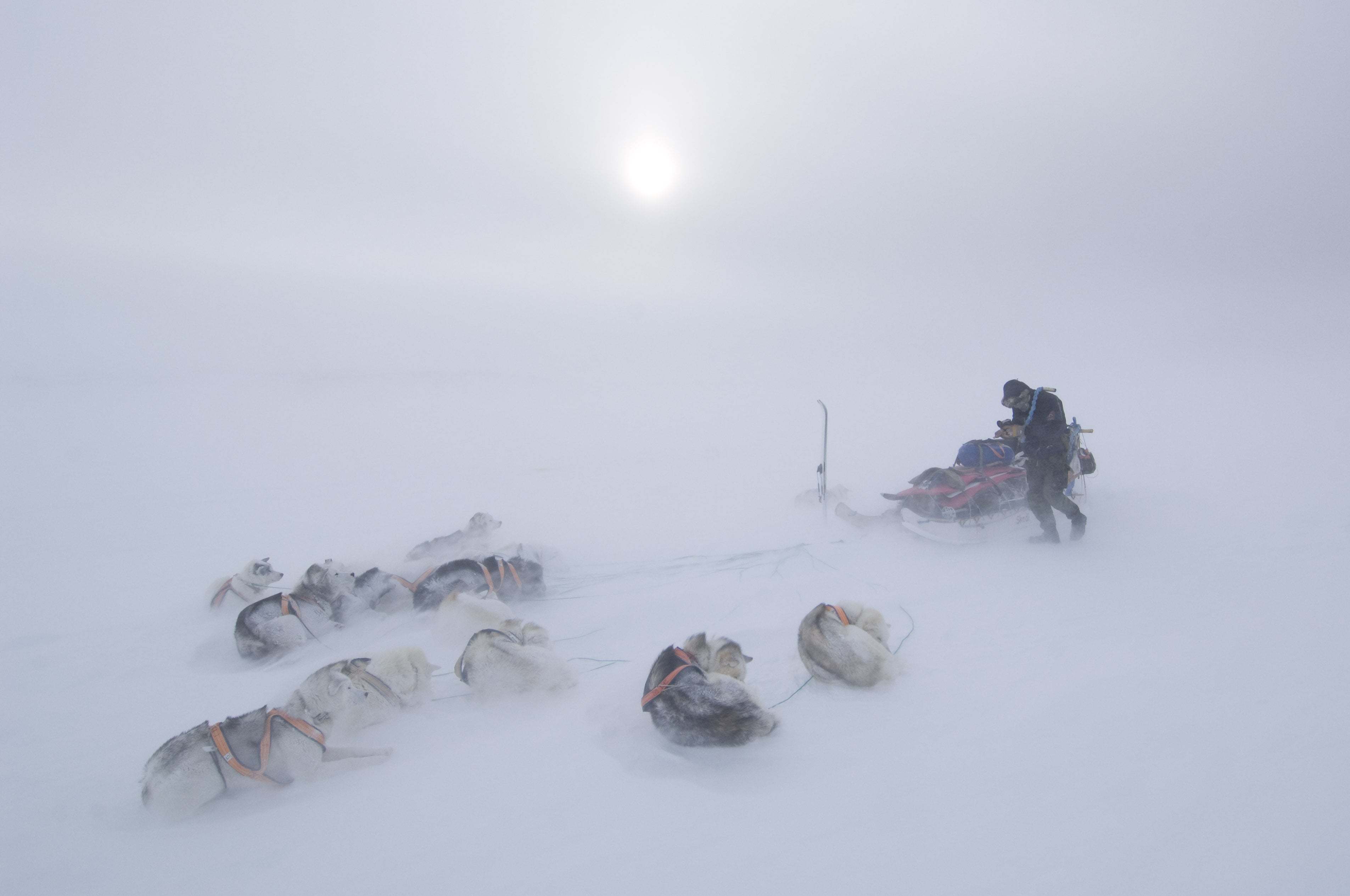 Morten’s daily routine while living in Greenland: travelling around 30 kilometres daily together with 12 sled dogs and in temperatures that can reach dozens of degrees below zero Celsius.