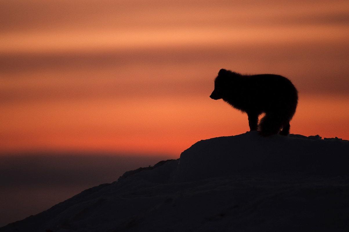 An arctic fox – photographed by Morten.