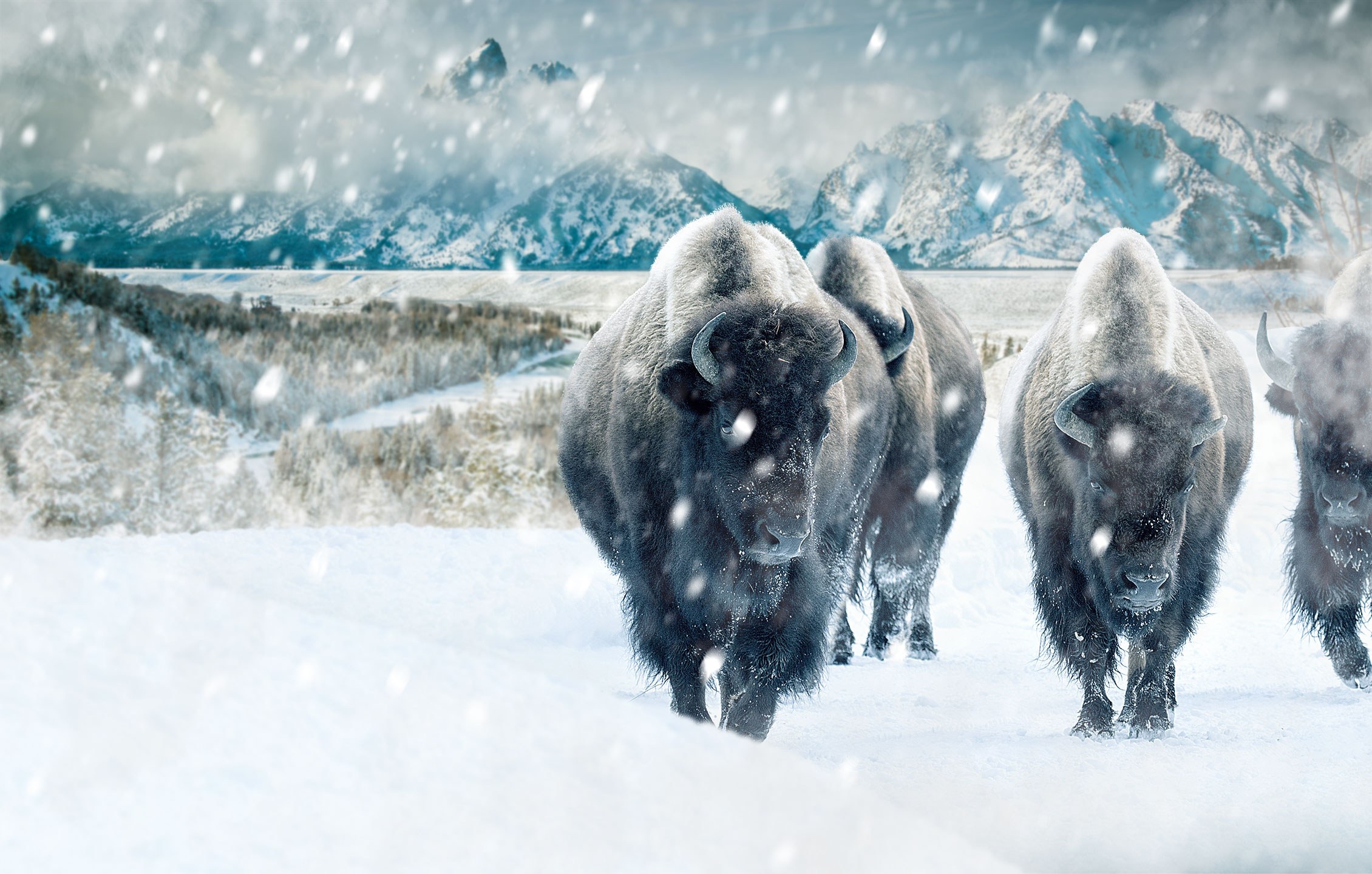 Yellowstone National Park