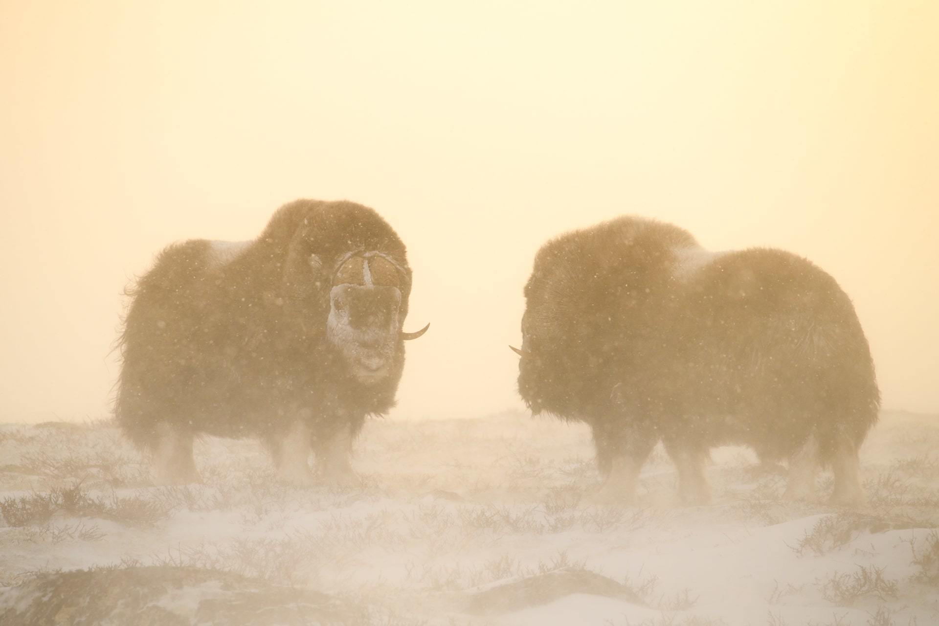 Musk oxen.
