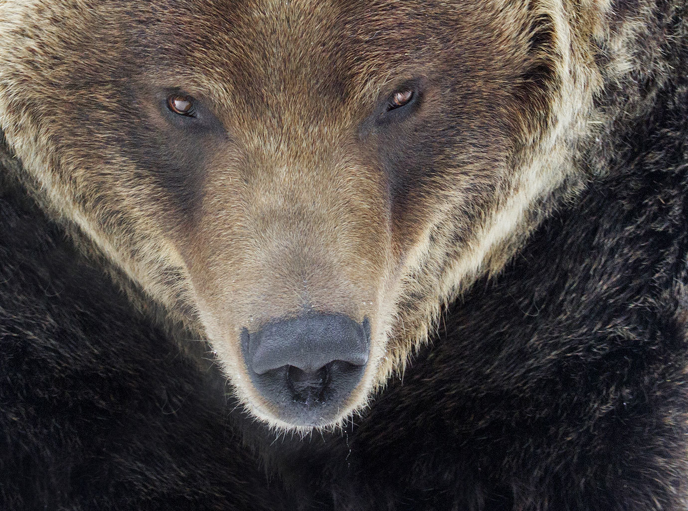 Living with
									Bears