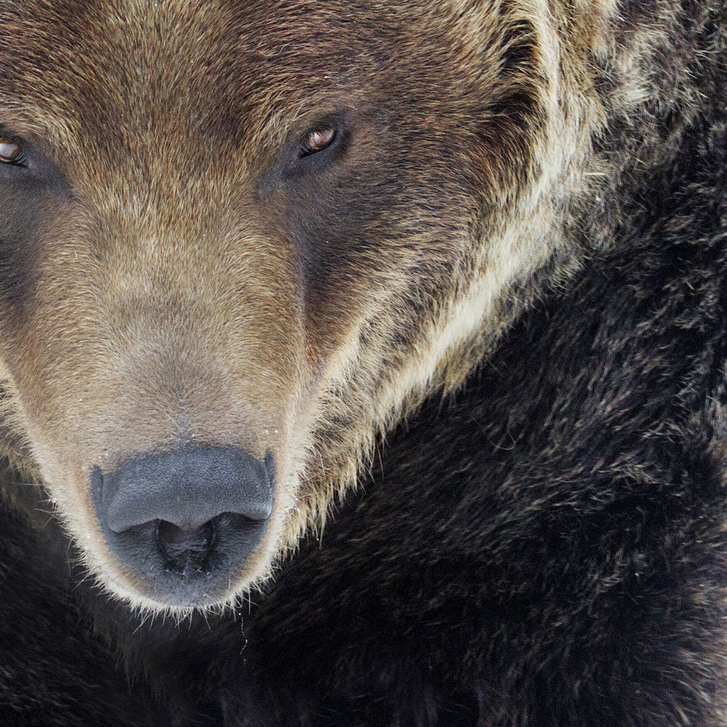 Living with
											Bears