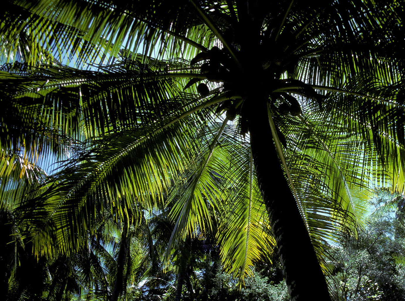 The Hand of
									God