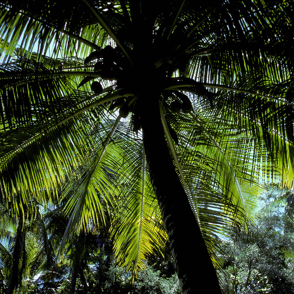 The Hand of
											God